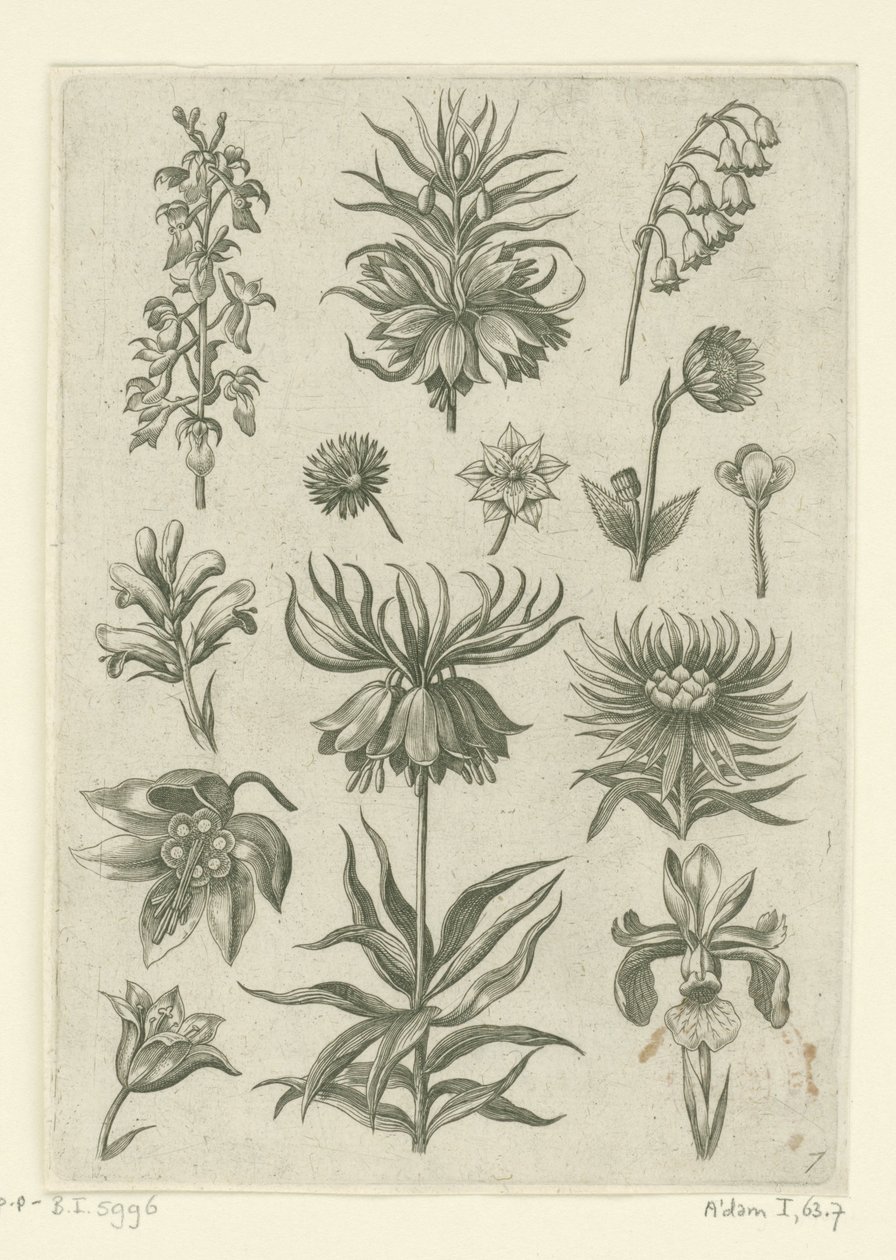 Korona cesarska, orchidea i konwalie Florilegium (tytuł serii) autorstwa Adriaen Collaert