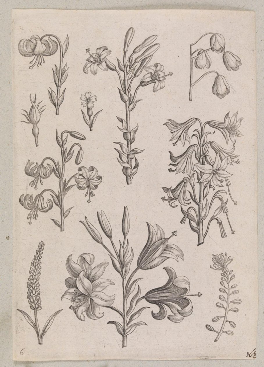 Lilie autorstwa Adriaen Collaert