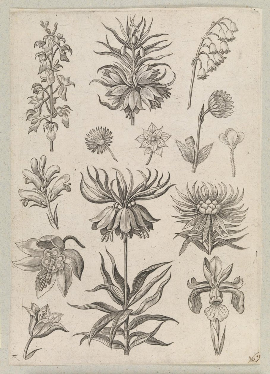 Lilia doliny autorstwa Adriaen Collaert