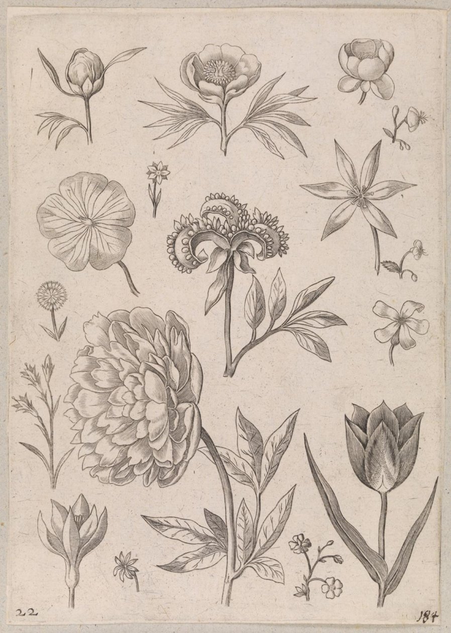 Piwonia autorstwa Adriaen Collaert