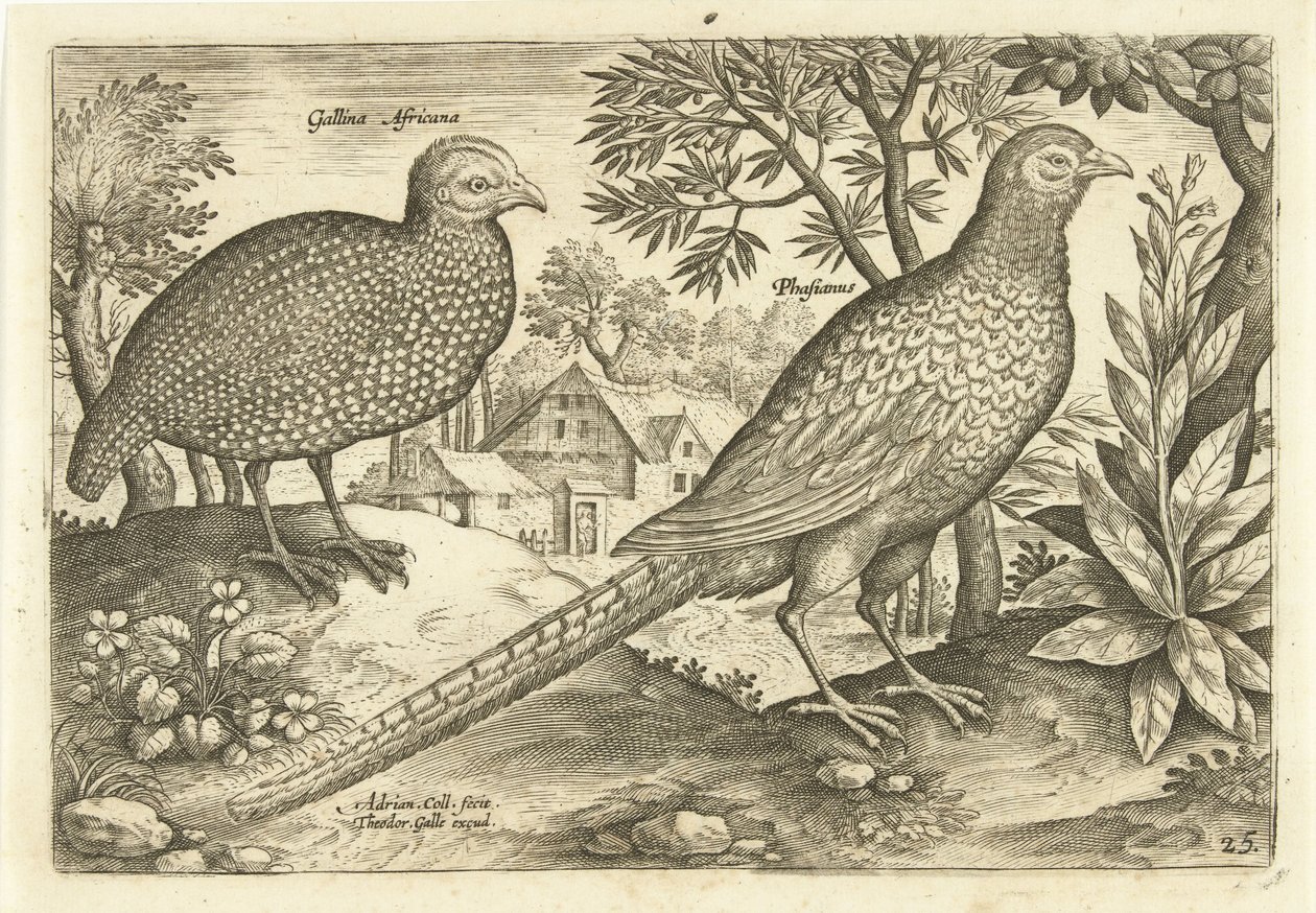 Dwie kury w krajobrazie Avivm Vivae (tytuł serii) Ptaki (tytuł serii) autorstwa Adriaen Collaert
