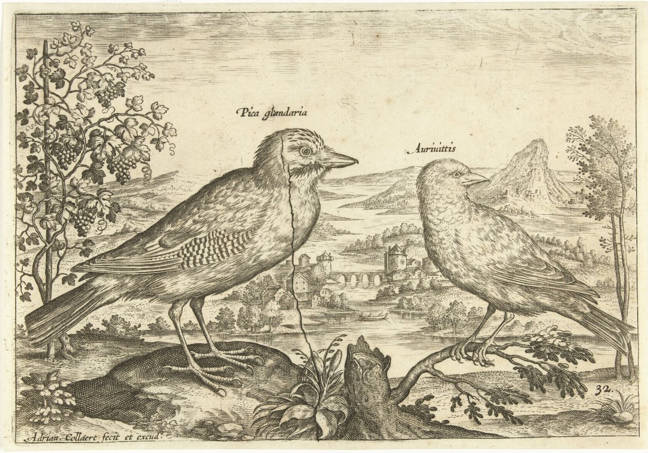 Dwa ptaki w krajobrazie Ptaki (tytuł serii) Avium Vivae (tytuł serii) autorstwa Adriaen Collaert