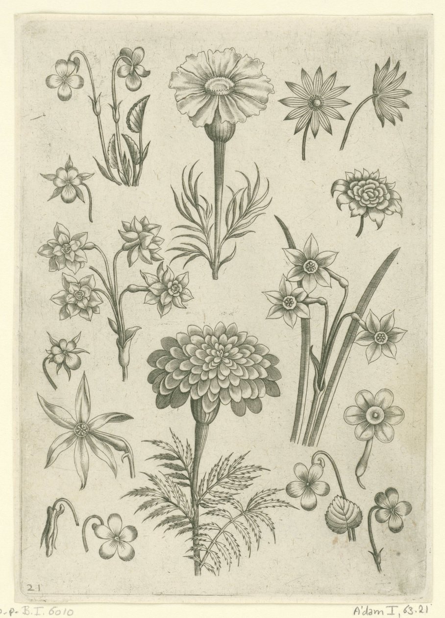 Różne kwiaty, fiołki i żonkile Florilegium (tytuł serii) autorstwa Adriaen Collaert