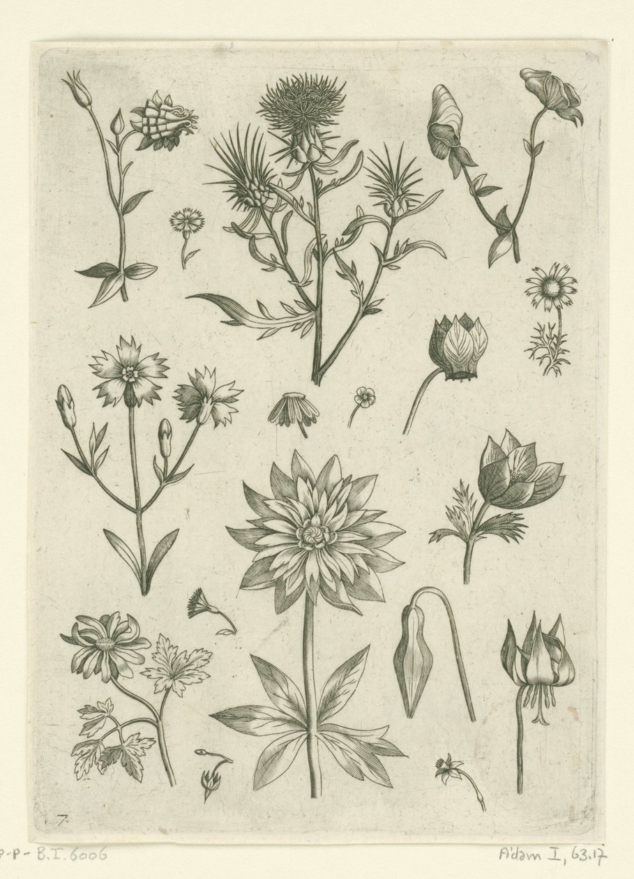 Różne kwiaty, w tym orlik i cyklamen Florilegium (tytuł serii) autorstwa Adriaen Collaert