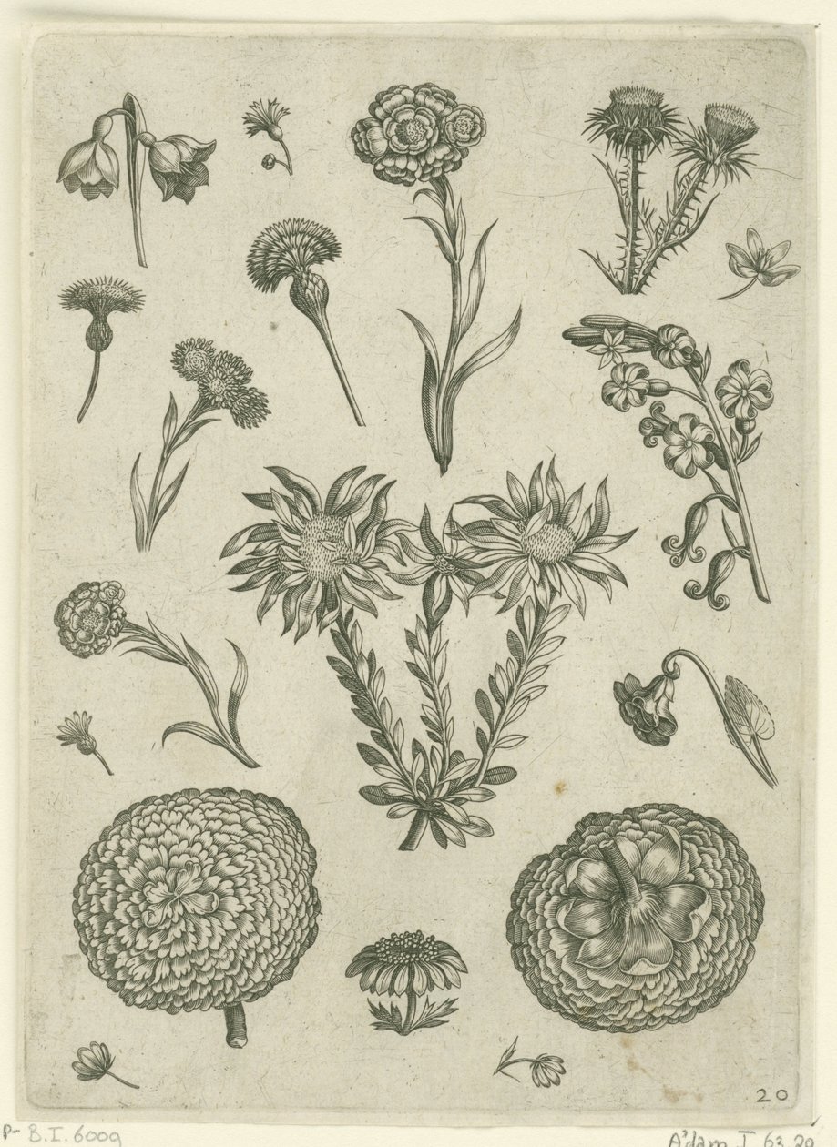 Różne kwiaty, w tym chryzantema i oset Florilegium (tytuł serii) autorstwa Adriaen Collaert