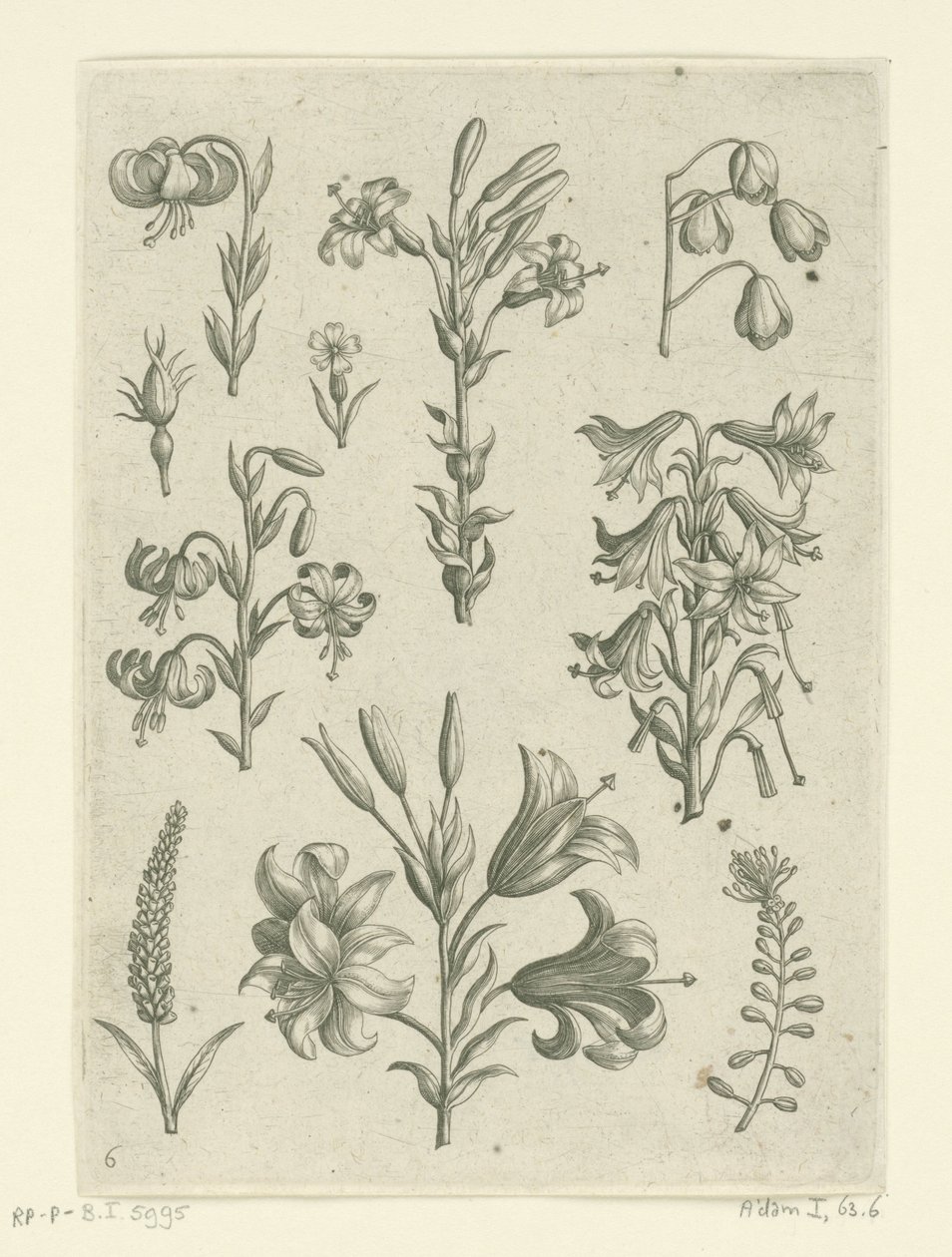Cztery duże lilie i kilka mniejszych kwiatów Florilegium (tytuł serii) autorstwa Adriaen Collaert