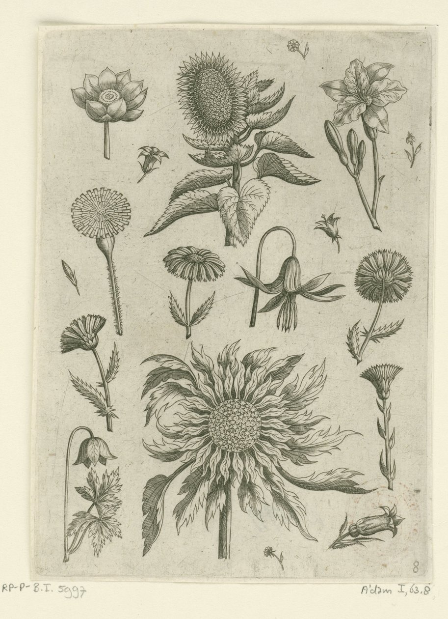 Słonecznik i inne kwiaty. Florilegium (tytuł serii) autorstwa Adriaen Collaert