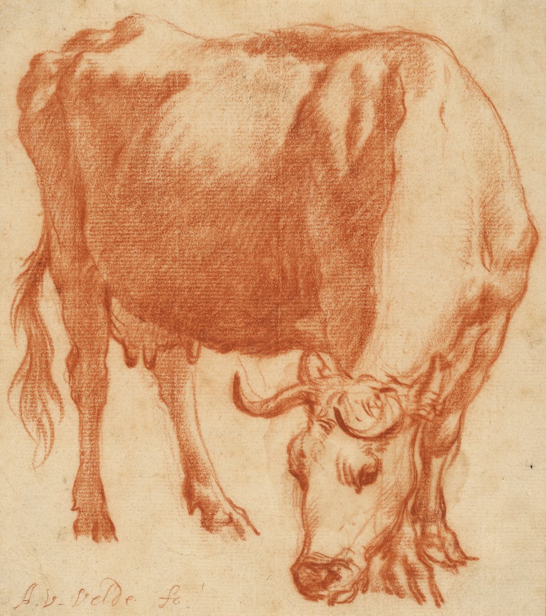 Wypas krowy, ok. 1663 (rysunek kredą czerwoną) autorstwa Adriaen van de Velde