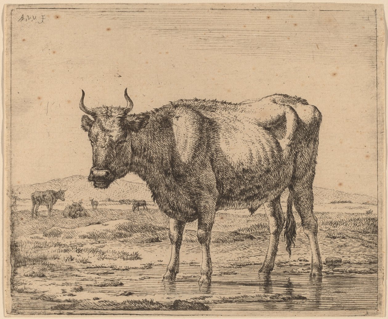 Byk stojący w wodzie autorstwa Adriaen van de Velde
