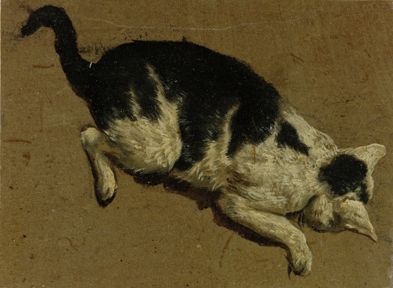 Kot z góry (rysunek pędzlem) autorstwa Adriaen van de Velde