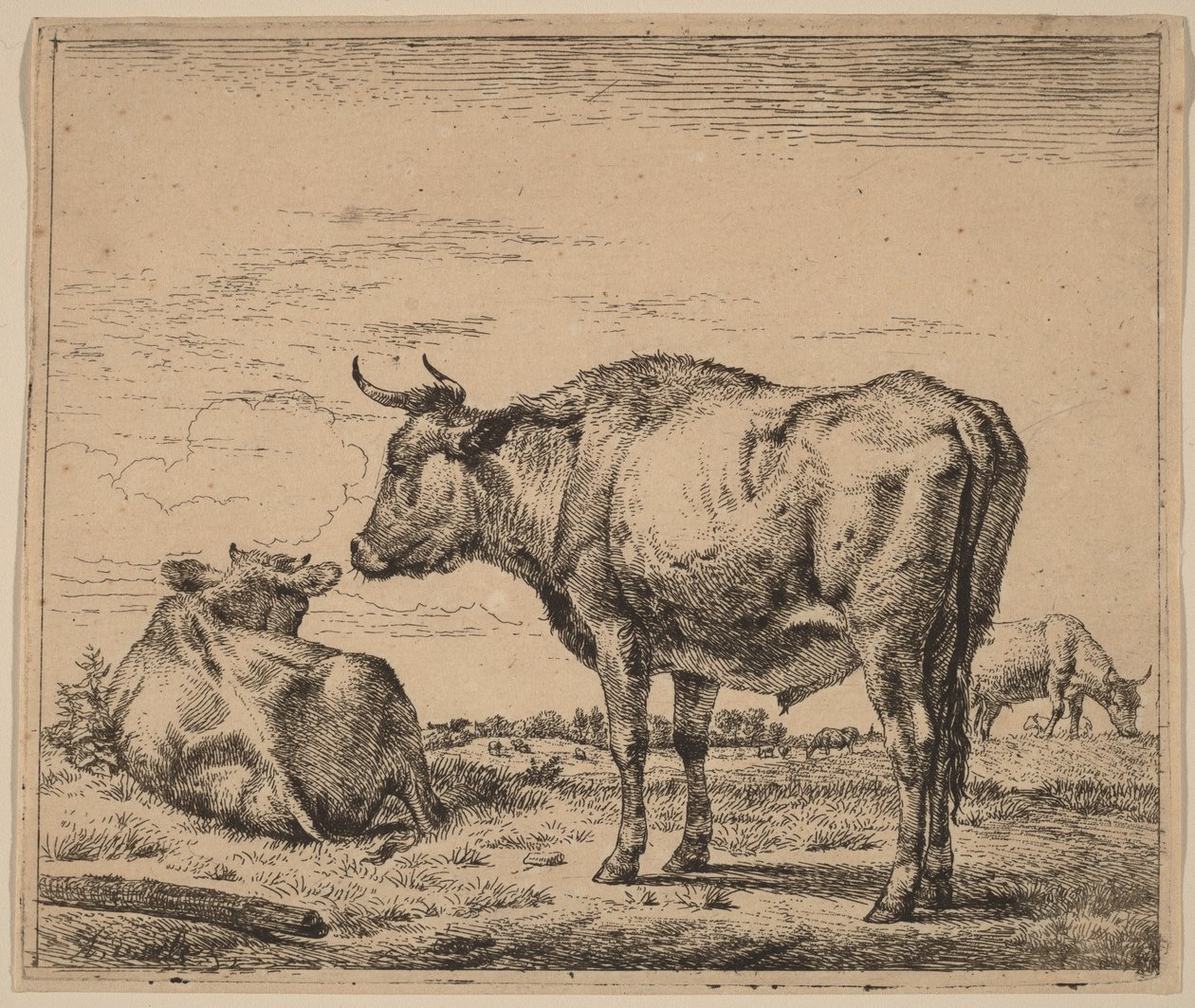 Stojący byk autorstwa Adriaen van de Velde