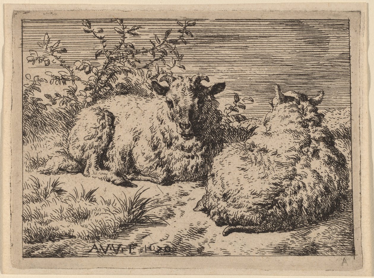 Dwie leżące owce autorstwa Adriaen van de Velde