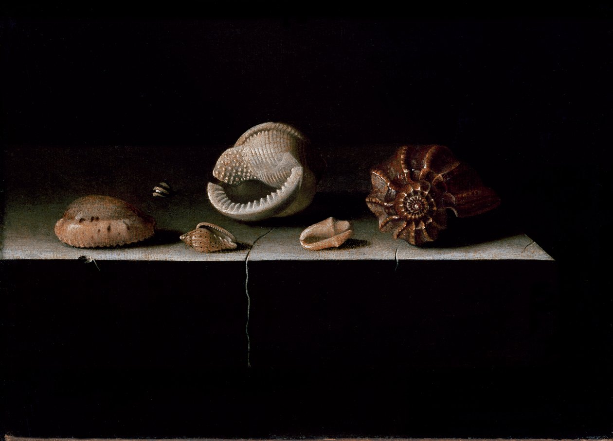 Sześć muszli na kamiennej półce, 1696 autorstwa Adrian Coorte