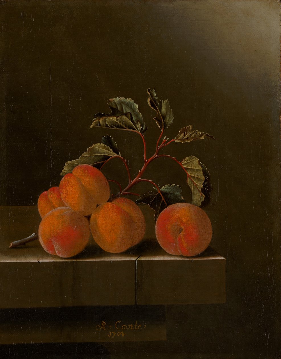 Martwa natura z pięcioma morelami, 1704 autorstwa Adrian Coorte