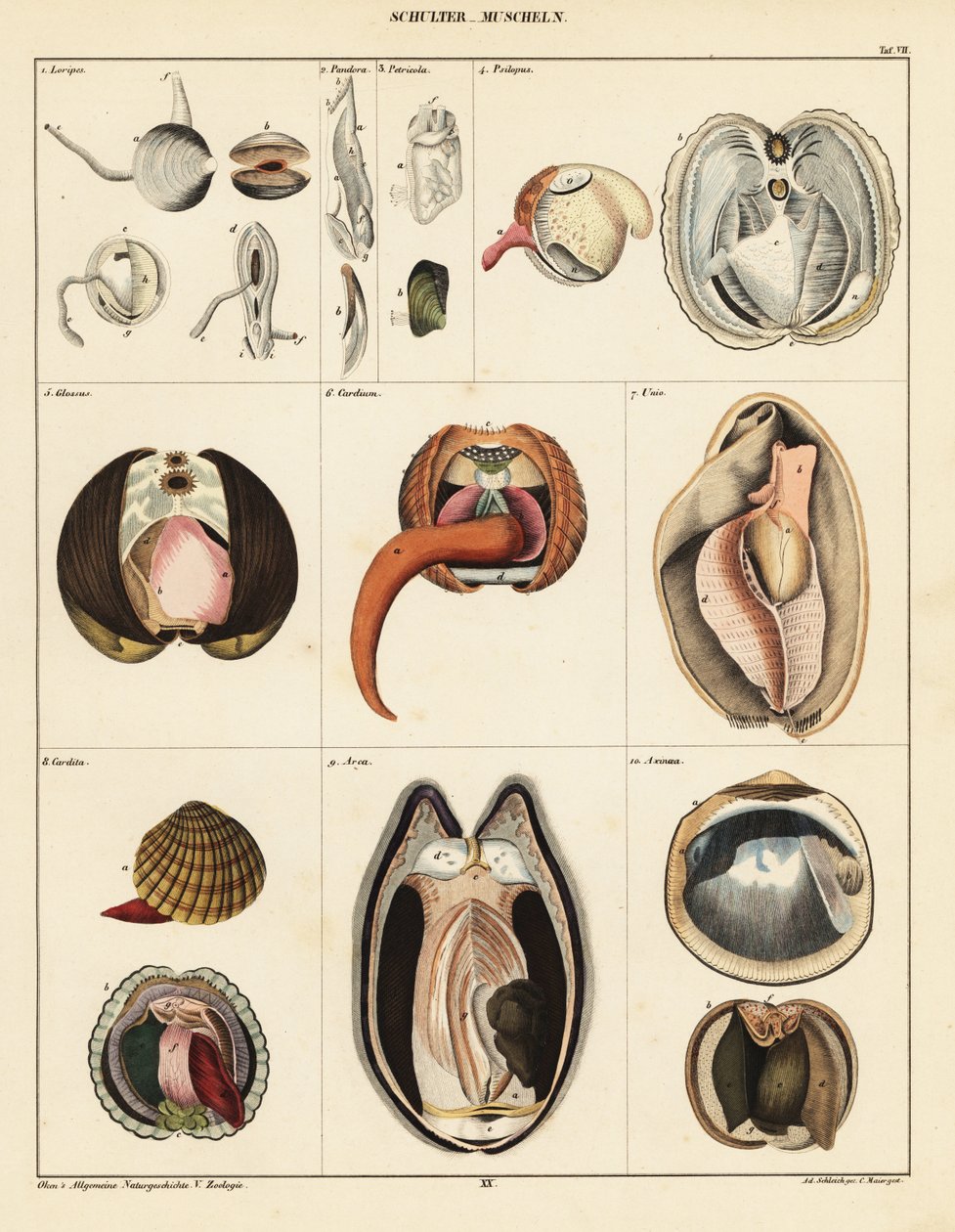 Anatomia małży, 1841 (litografia) autorstwa Adrian Schleich