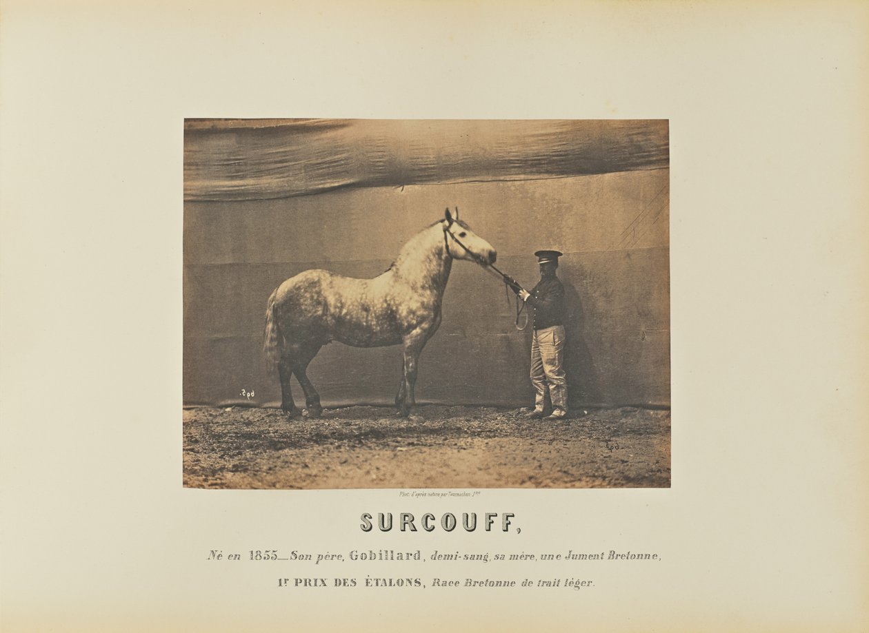 Surcouff autorstwa Adrien Alban Tournachon