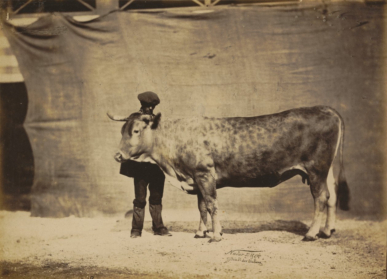 Krowa Garonnaise, 5-6 lat, 1856. autorstwa Adrien Alban Tournachon