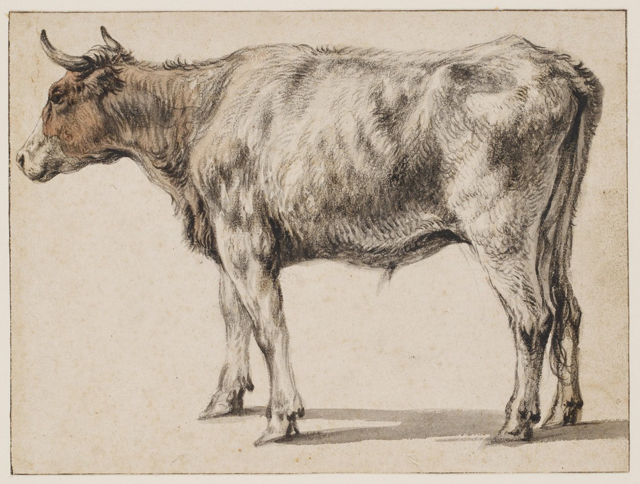 Stojący młody byk autorstwa Aelbert Cuyp