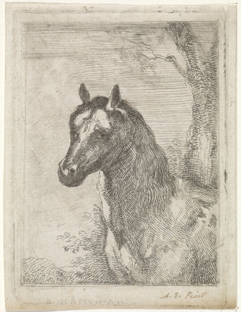 głowa konia autorstwa Aert Schouman (signed by artist)