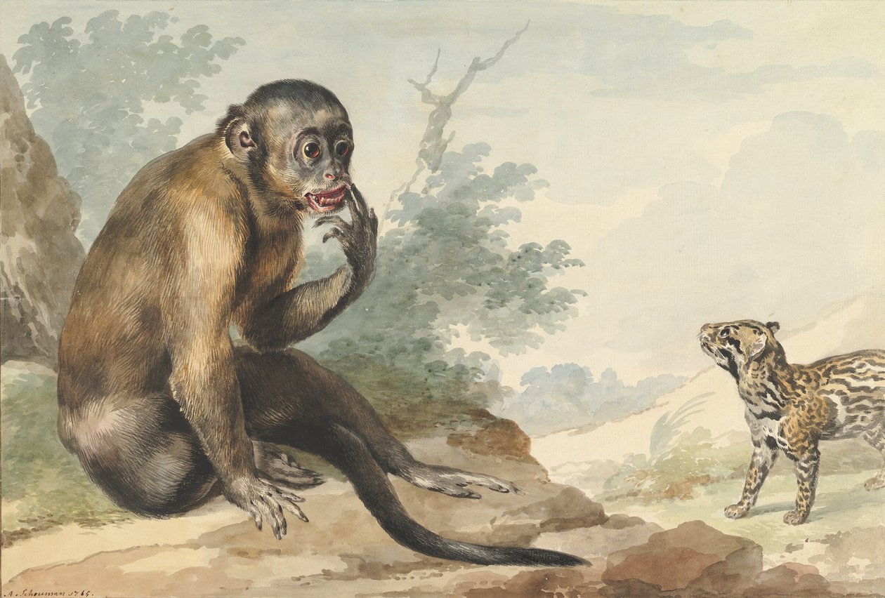 Małpa siedząca na skale patrząca na cywet, 1764. autorstwa Aert Schouman