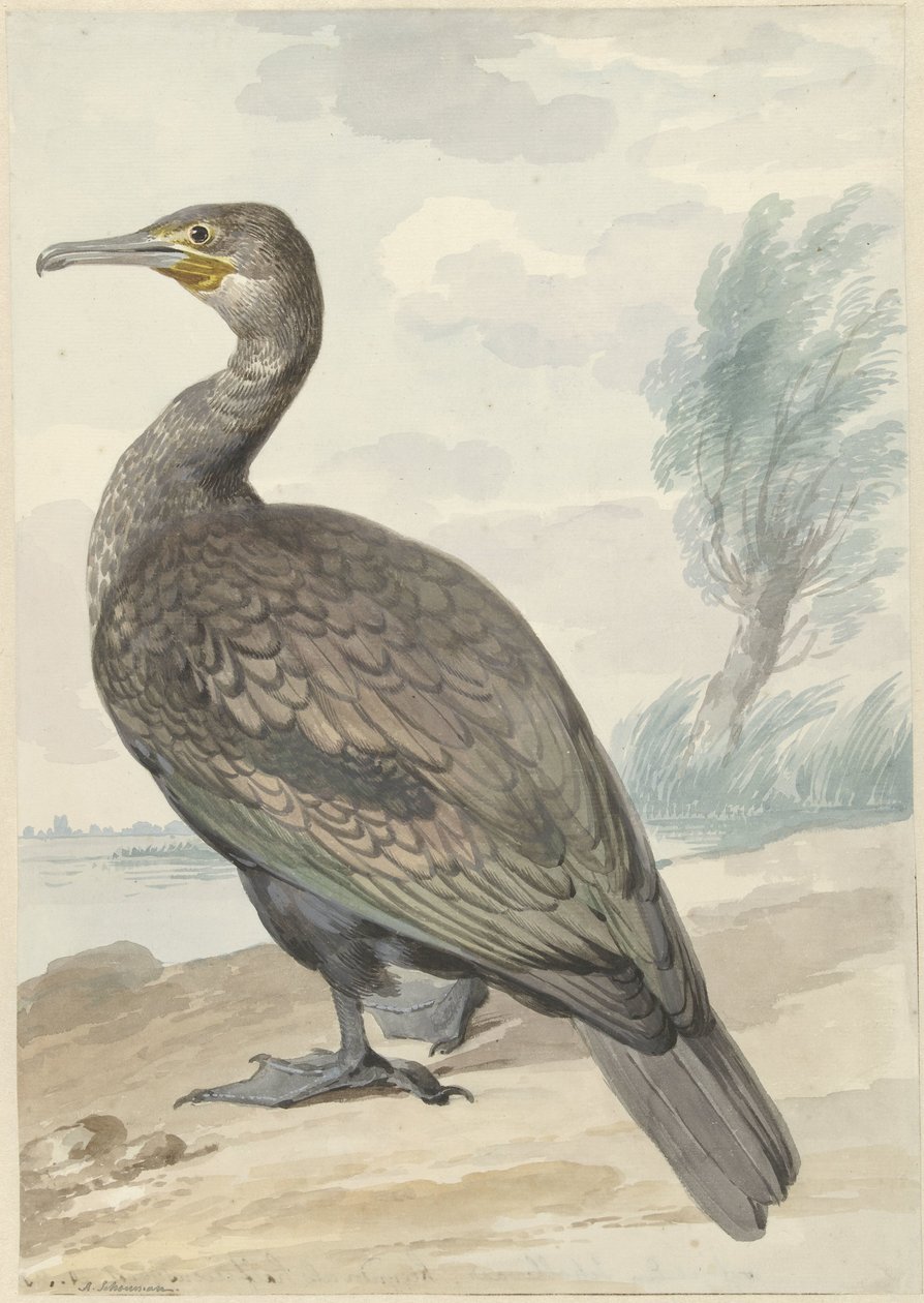 Kormoran autorstwa Aert Schouman
