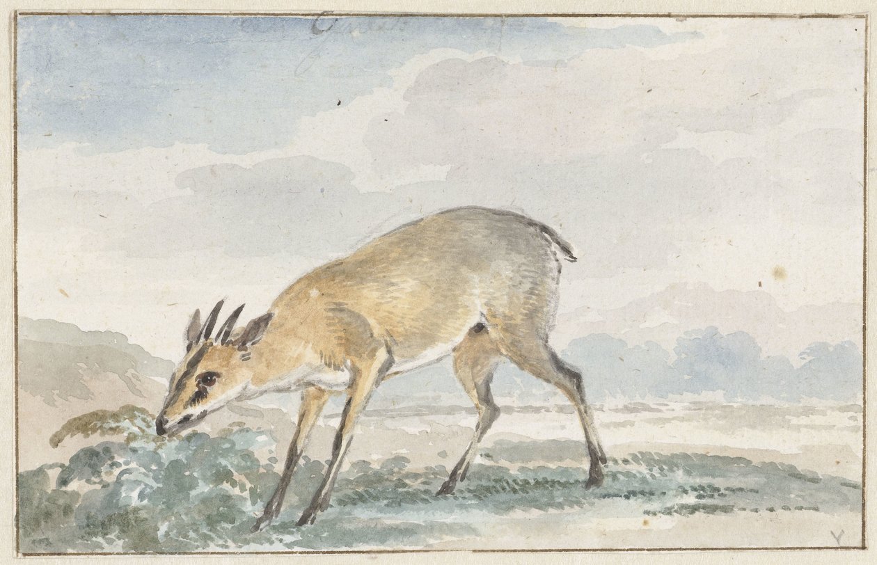 Perliczka lub Sylvicapra Grimmia autorstwa Aert Schouman
