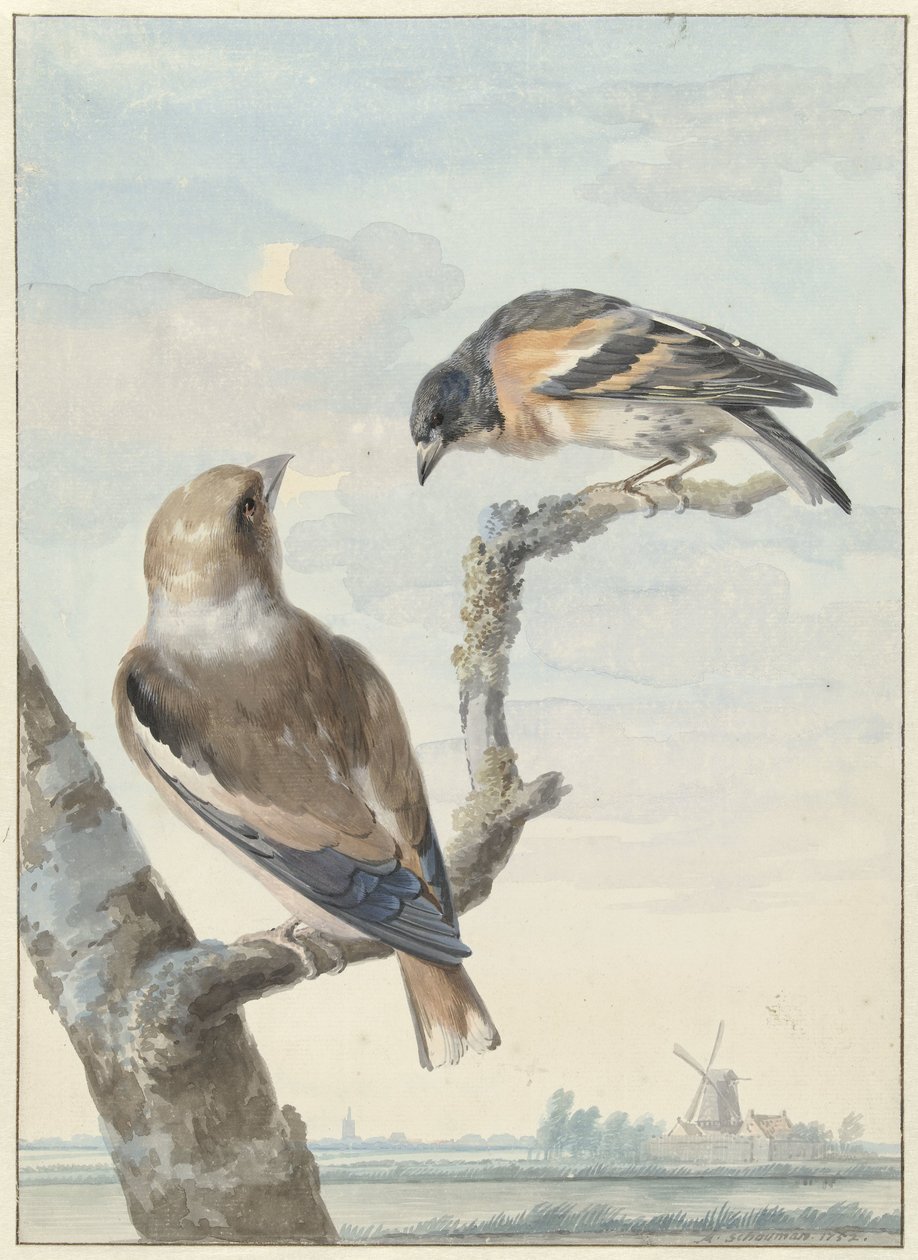 Dwa ptaki: grubodziób zwyczajny (Coccothraustes coccothraustes) i warownia (Fringilla montifringilla) autorstwa Aert Schouman