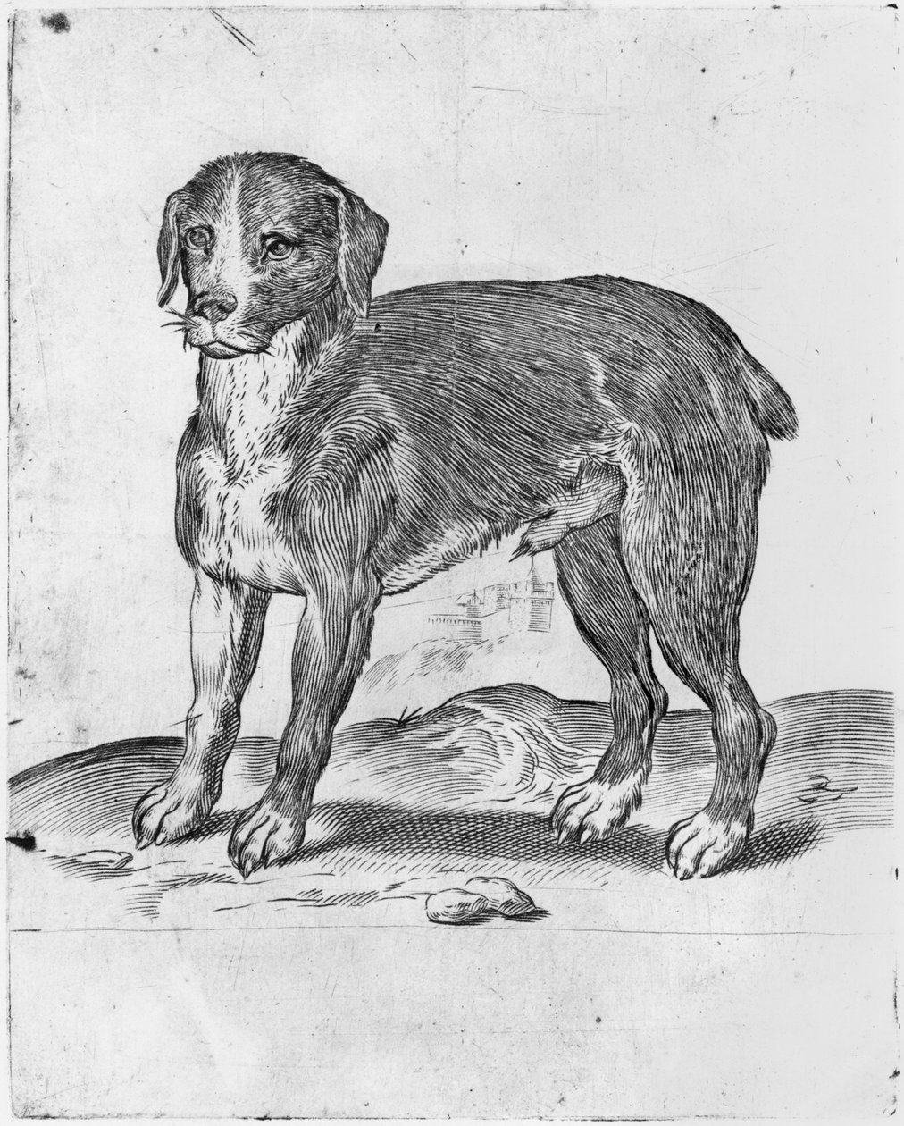 Pies autorstwa Agostino Carracci