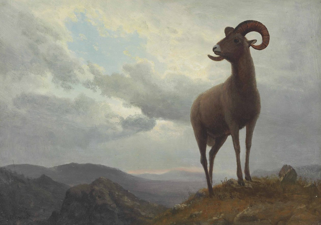 Owca długo rogata autorstwa Albert Bierstadt