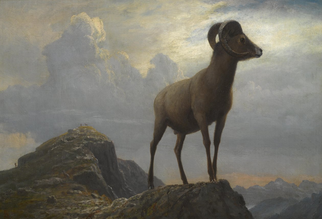 Studium Bighorna Rami autorstwa Albert Bierstadt