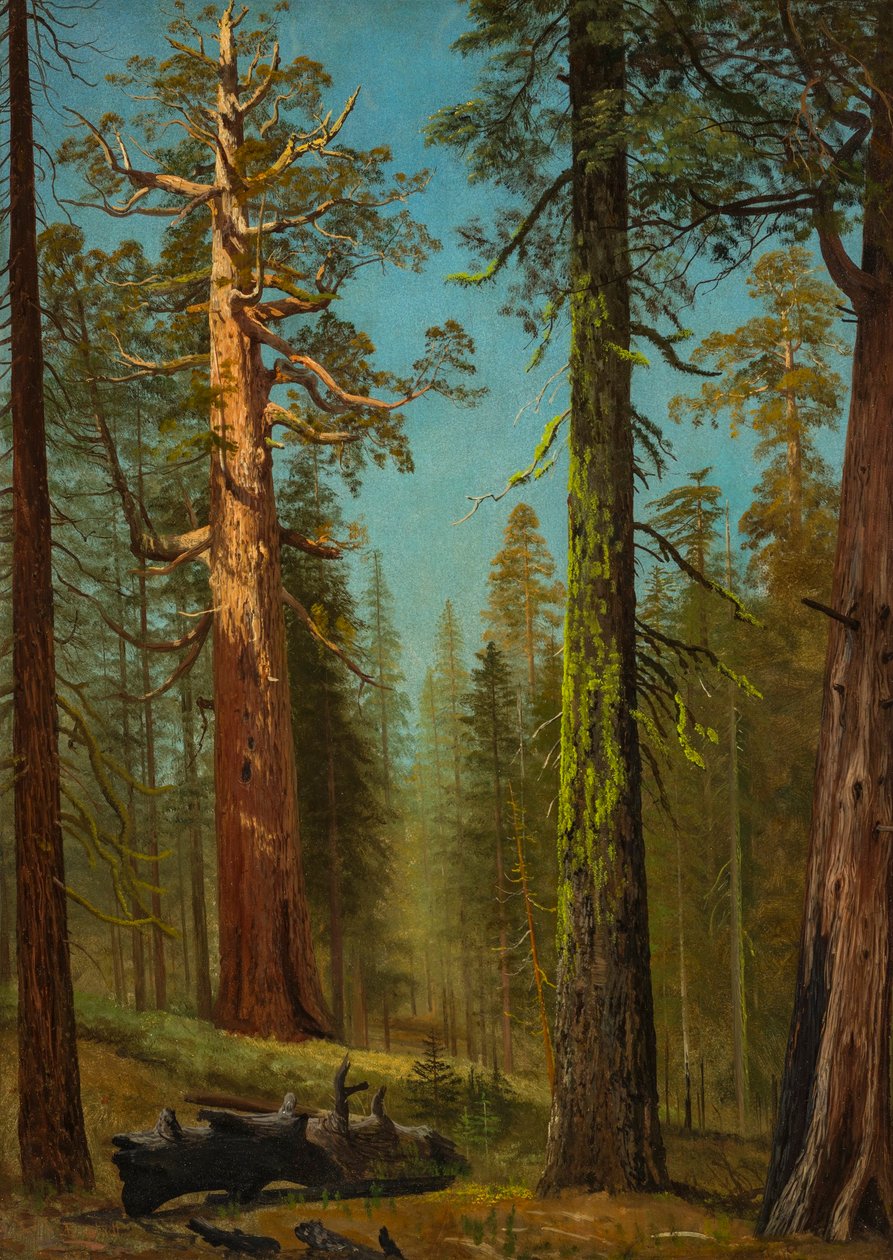 Sekwoja Grizzly Giant, Mariposa Grove, Kalifornia autorstwa Albert Bierstadt