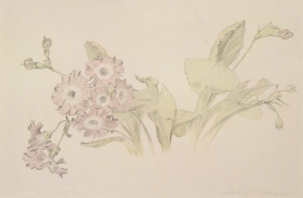 Auricula (toaleta i ołówek na papierze) autorstwa Albert Williams