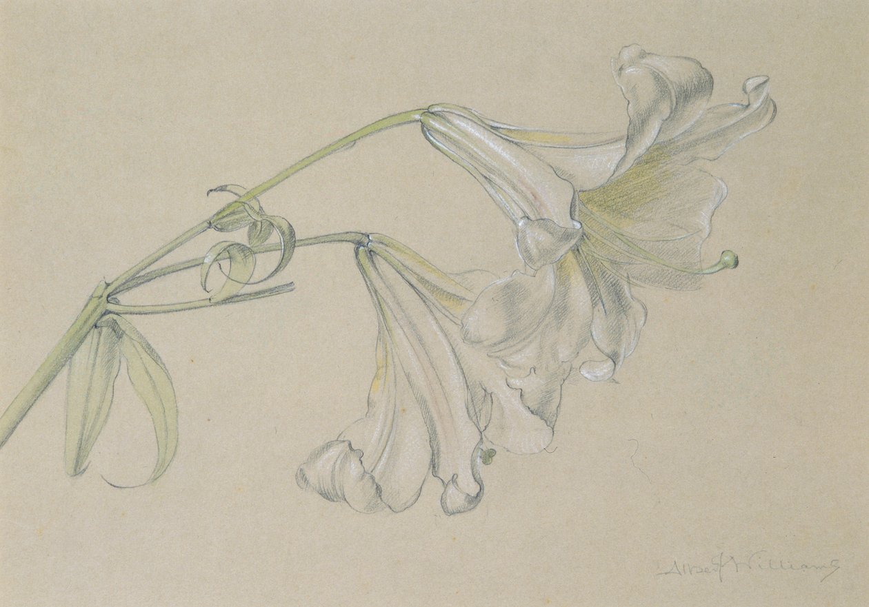 Lilia (wc, ołówek i kreda na papierze) autorstwa Albert Williams