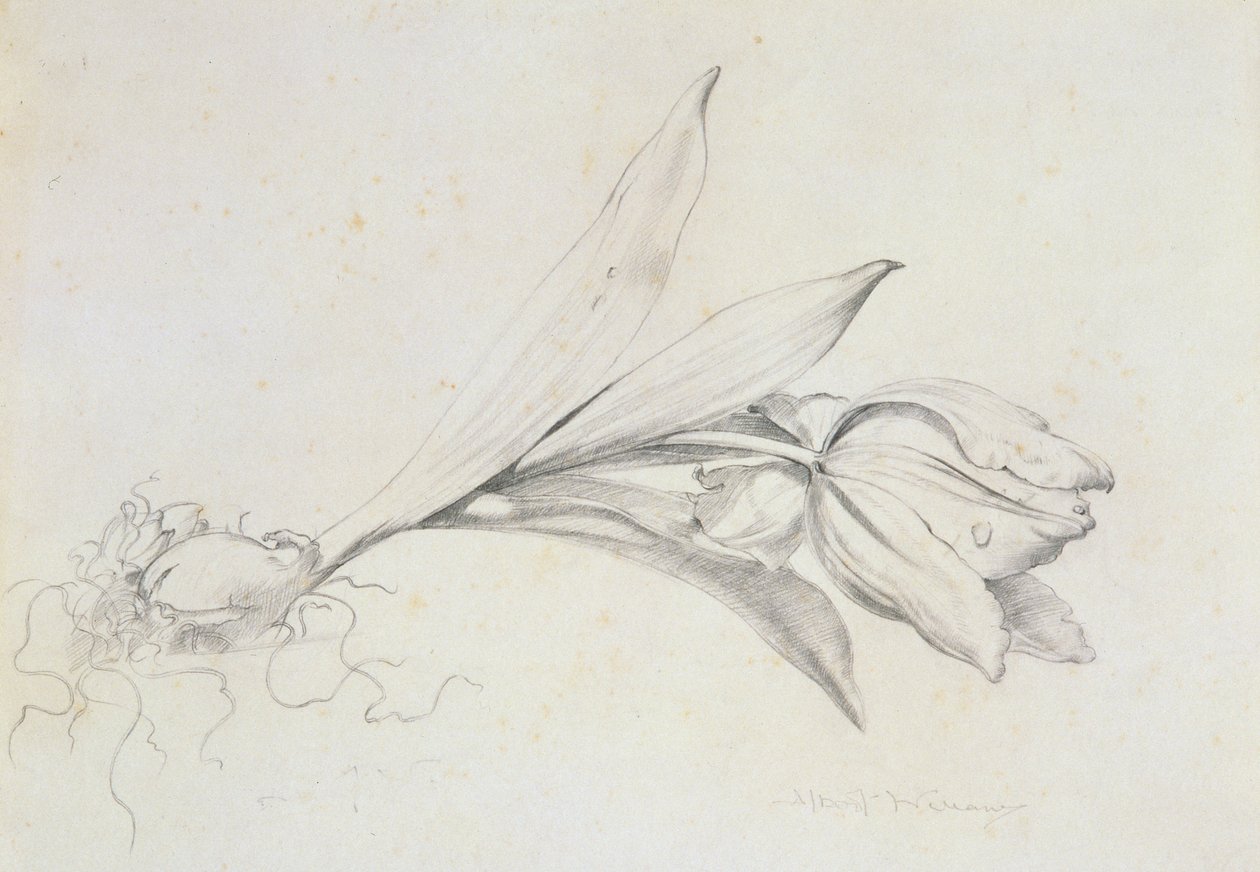 Tulipan autorstwa Albert Williams