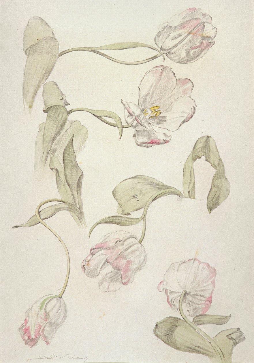 Tulipany (toaleta i ołówek na papierze) autorstwa Albert Williams