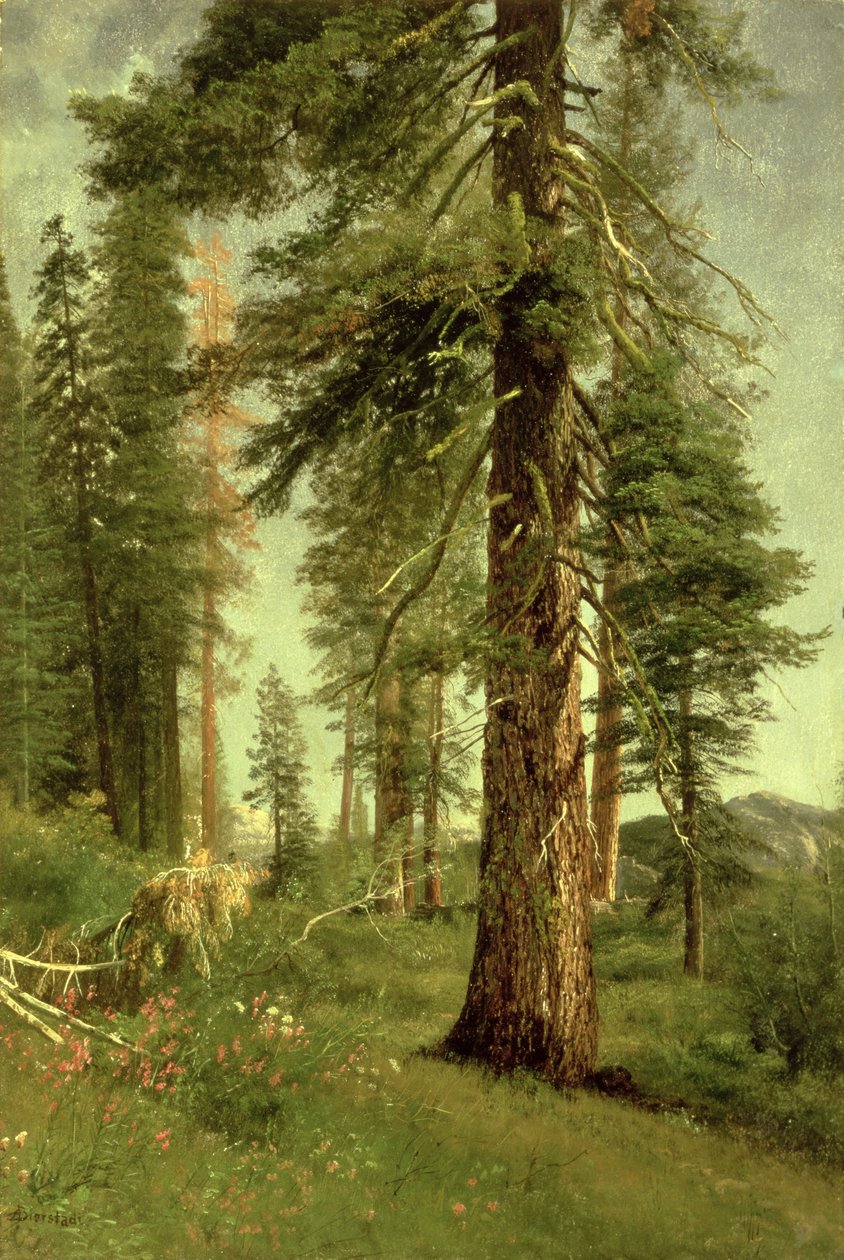 Kalifornijskie sekwoje autorstwa Albert Bierstadt