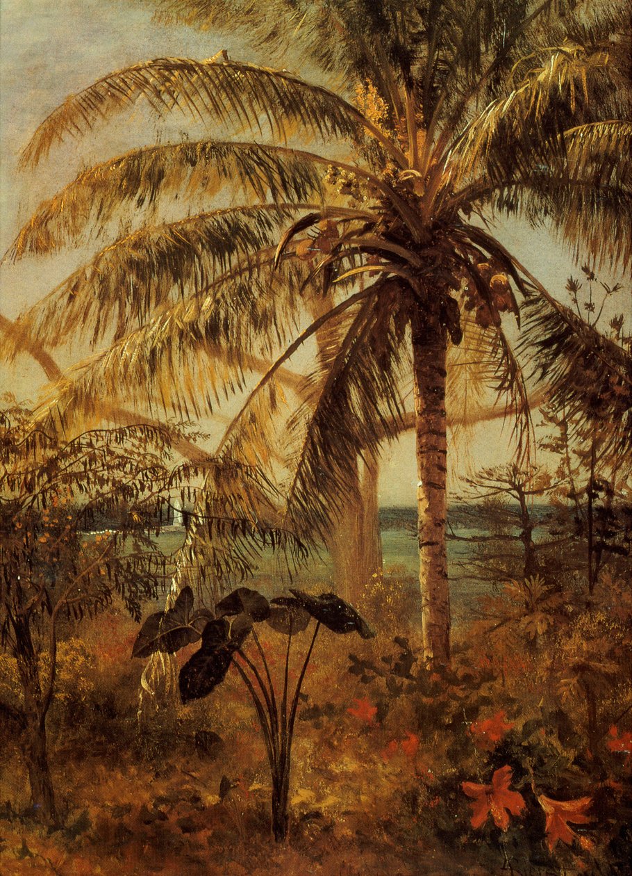 Palma, Nassau, 1892 autorstwa Albert Bierstadt