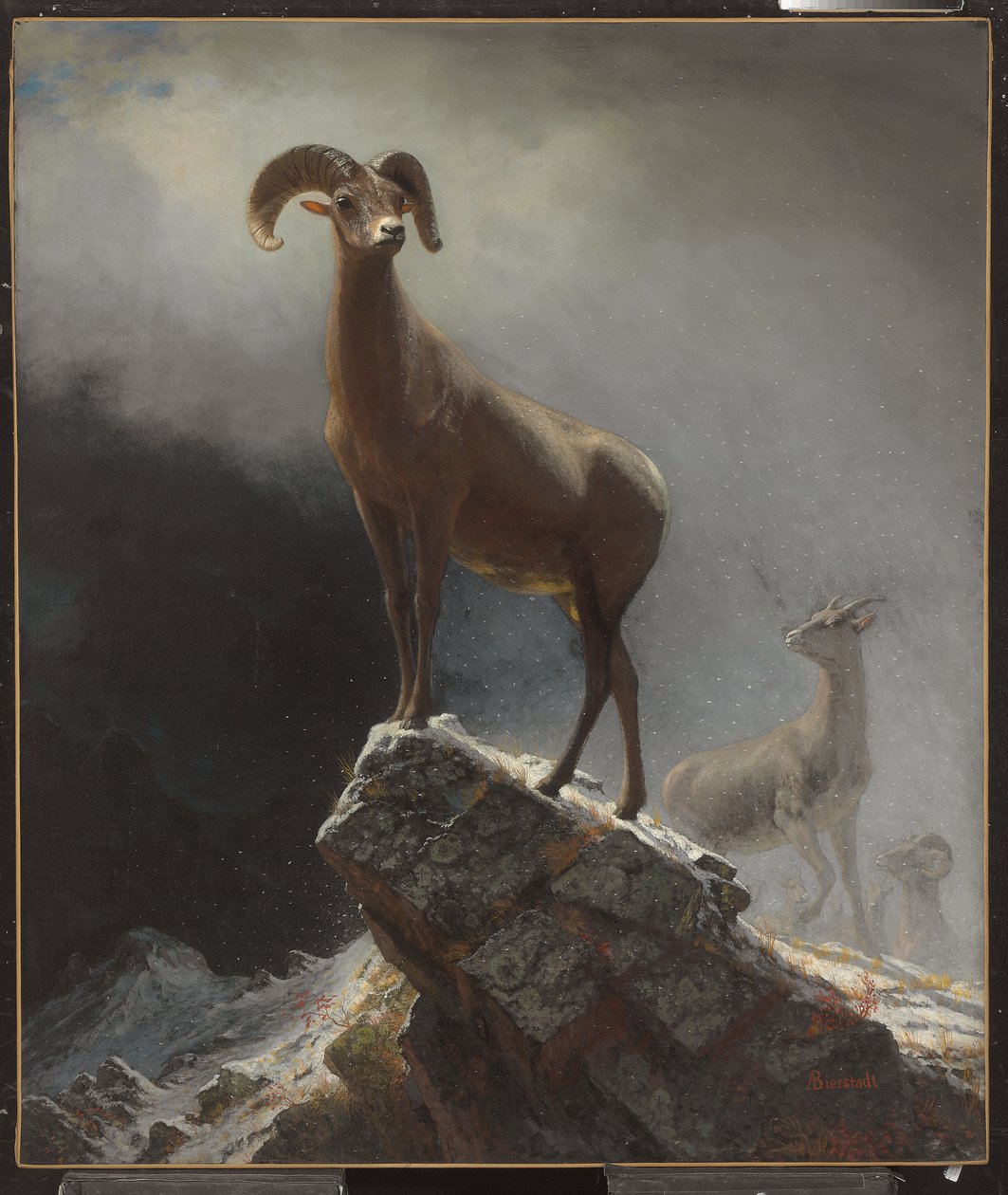 Owca z Gór Skalistych lub Big Horn, Ovis, Montana, ok. 1884 r. autorstwa Albert Bierstadt