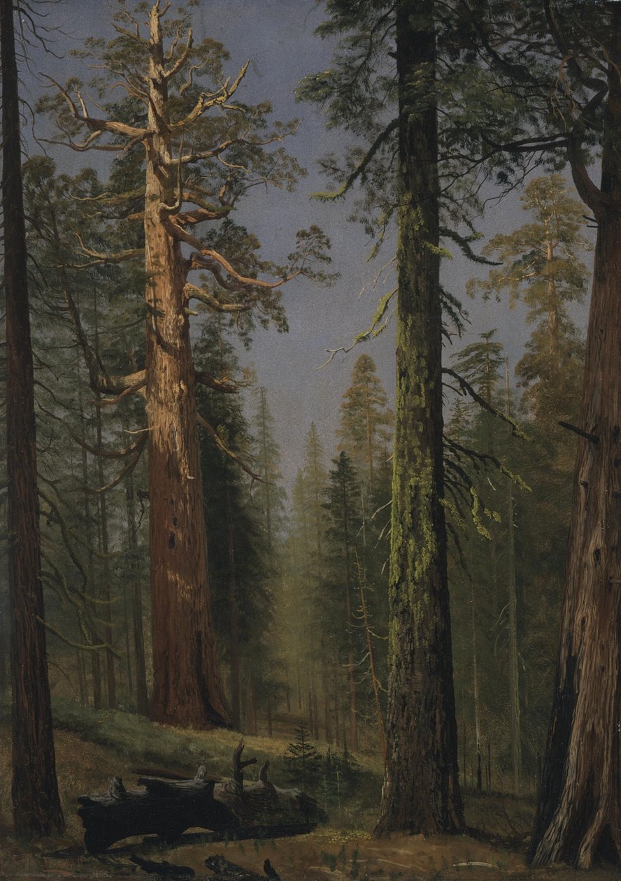 Grizzly Giant Sequoia, Mariposa Grove, Kalifornia autorstwa Albert Bierstadt