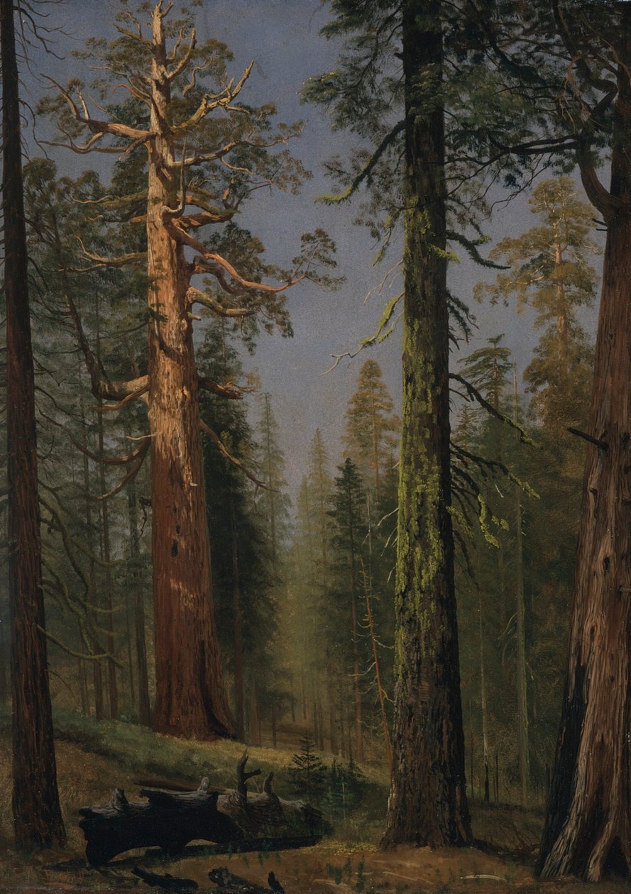 Grizzly Giant Sequoia, Mariposa Grove, Kalifornia autorstwa Albert Bierstadt
