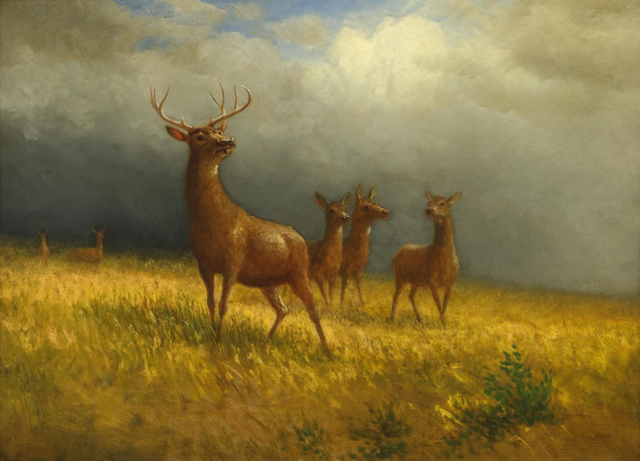 "Trzy jelenie i jeleń" Alberta Bierstadta, ok. 1885 r. autorstwa Albert Bierstadt