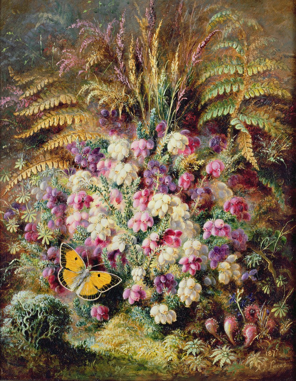 Wrzos dzwonka, 1877 r. autorstwa Albert Durer Lucas