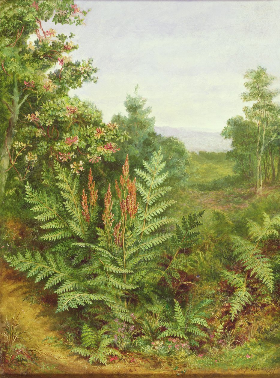 Wiciokrzew i Paprocie autorstwa Albert Durer Lucas