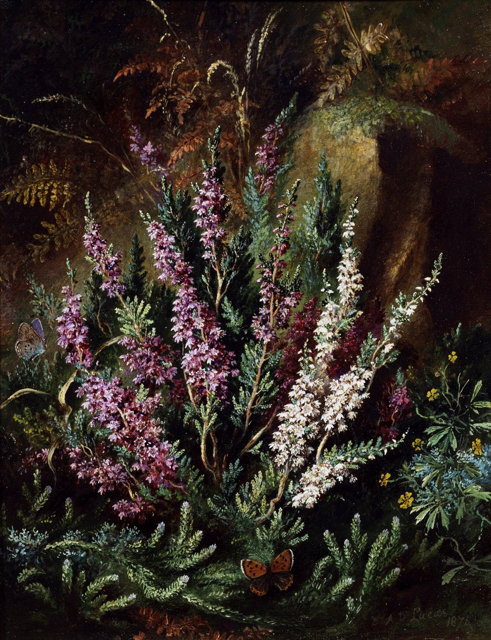 Martwa natura z wrzosem i motylami. Malarstwo Albert Durer Lucas (1828-1918) Prywatna kolekcja. autorstwa Albert Durer Lucas