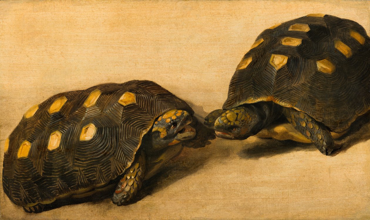 Badanie dwóch żółwi brazylijskich autorstwa Albert Eckhout