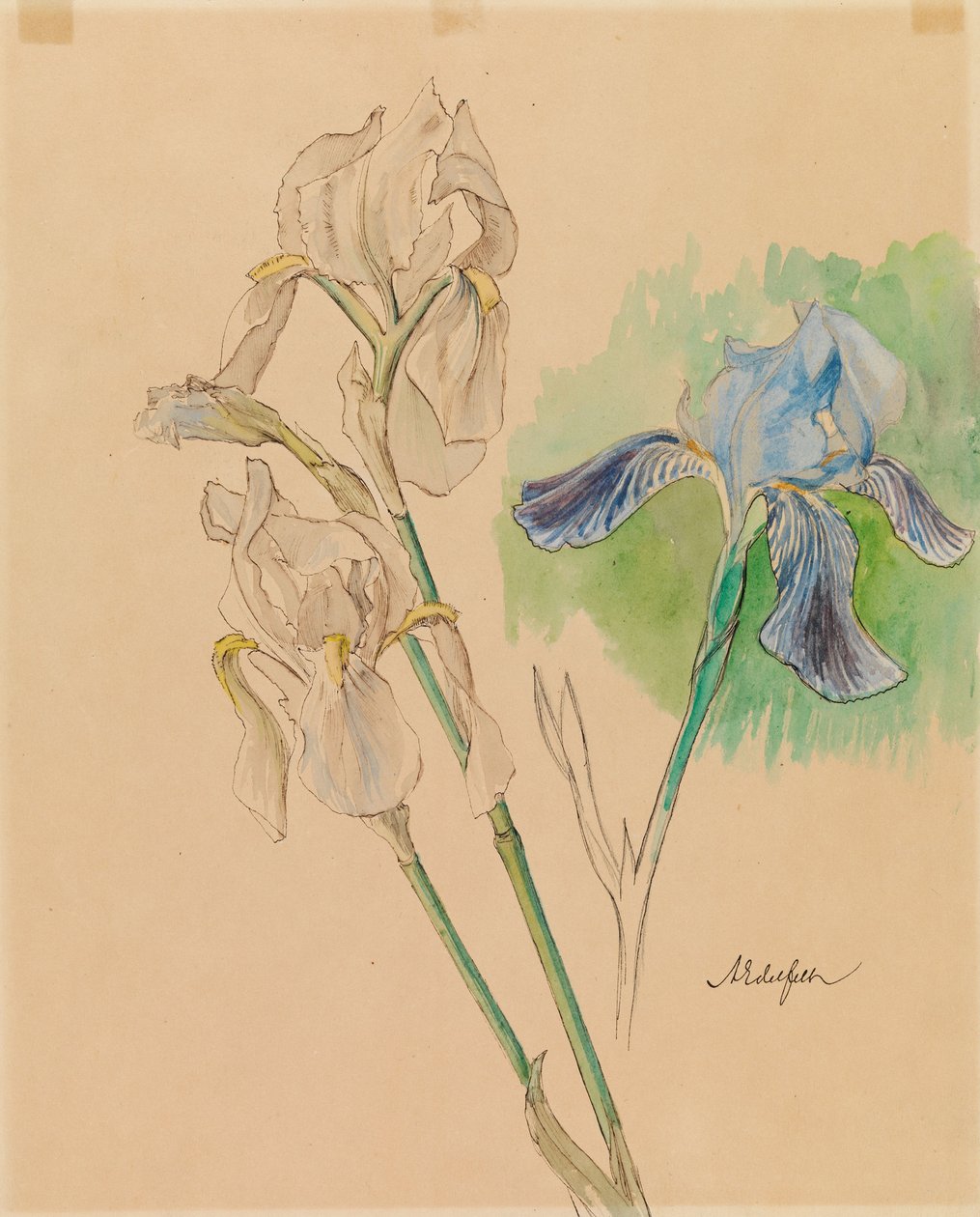 Irysy autorstwa Albert Edelfelt