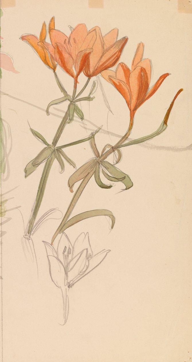 Orange Lilien autorstwa Albert Edelfelt