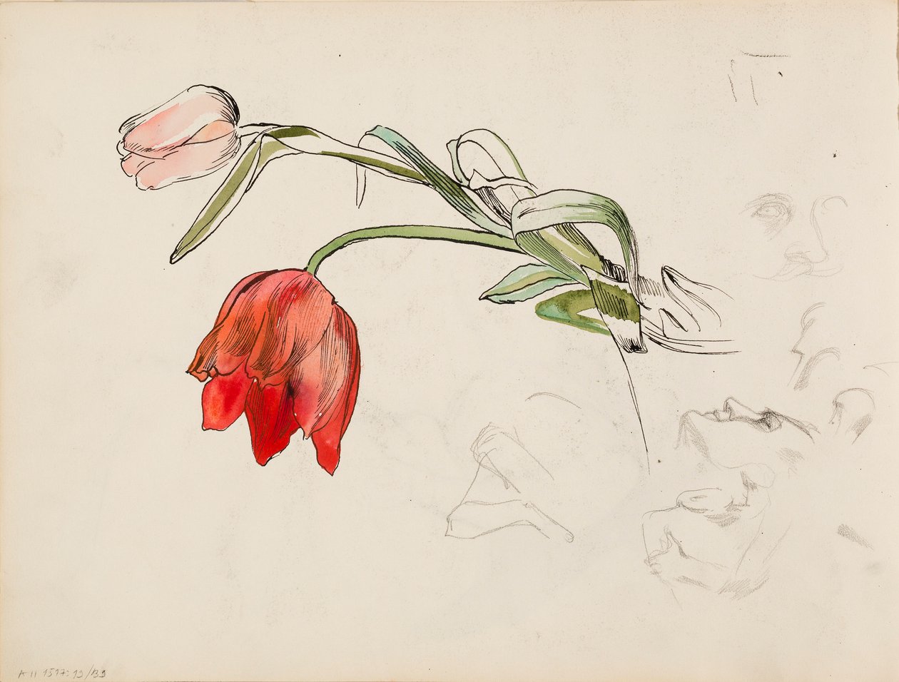 Tulipany, dokumenty badawcze twarzy autorstwa Albert Edelfelt