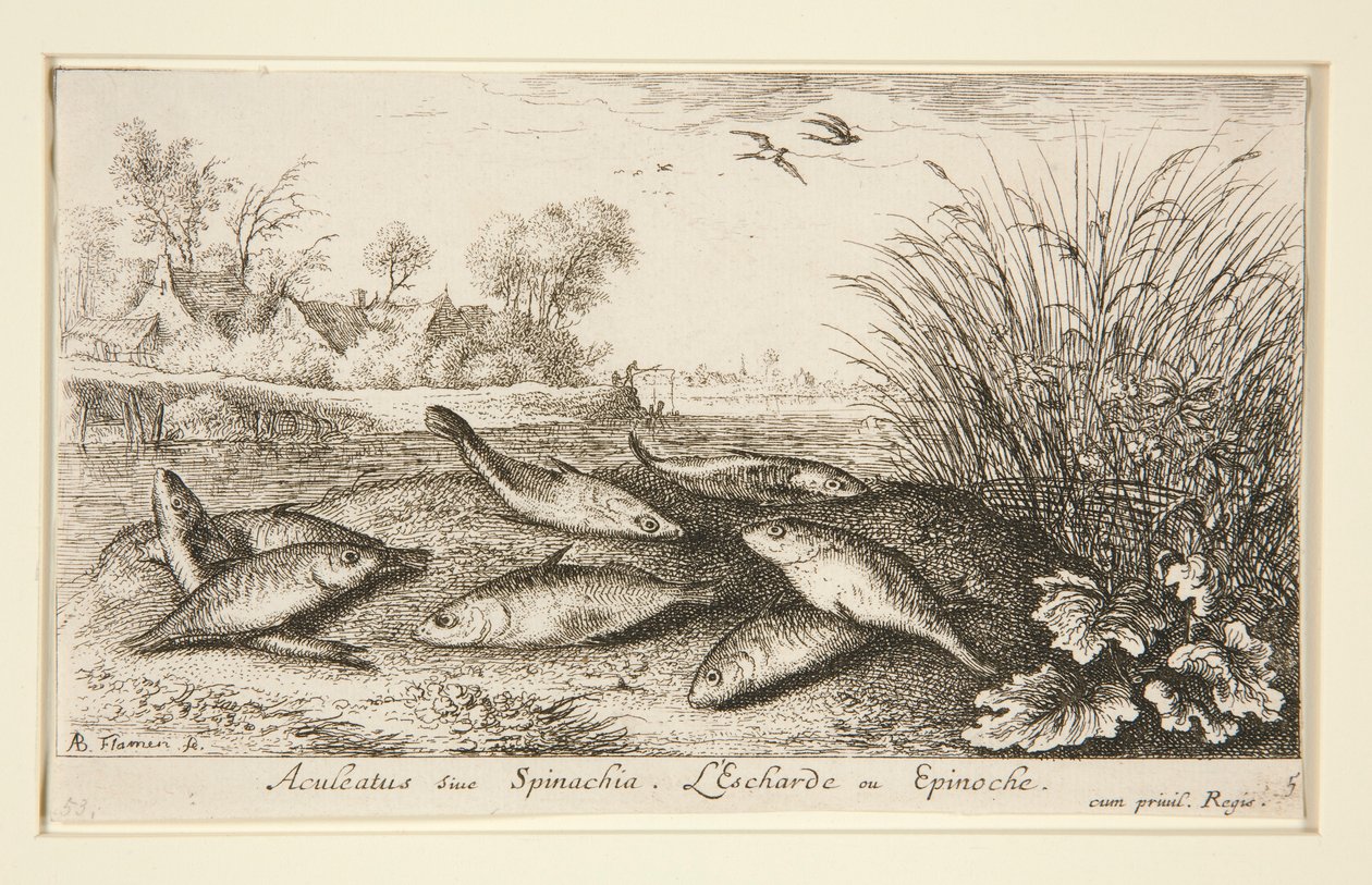 Aculeatus lub szpinak. L autorstwa Albert Flamen