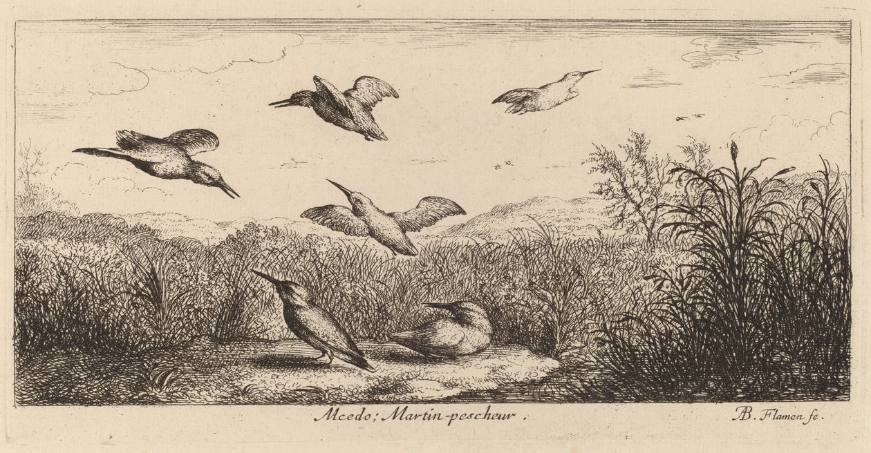 Alcedo, zimorodek autorstwa Albert Flamen